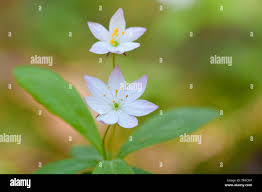 Attēlu rezultāti vaicājumam “Trientalis europaea bud”