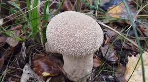 Attēlu rezultāti vaicājumam “Leskea polycarpa sporophyte”