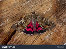 Attēlu rezultāti vaicājumam “Catocala sponsa”