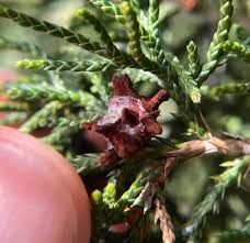 Attēlu rezultāti vaicājumam “Gymnosporangium sp.”