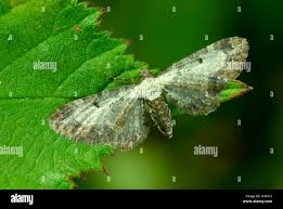 Attēlu rezultāti vaicājumam “Eupithecia succenturiata”