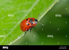 Attēlu rezultāti vaicājumam “Gonioctena viminalis”