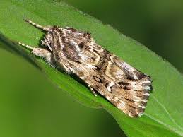 Attēlu rezultāti vaicājumam “Calophasia lunula”