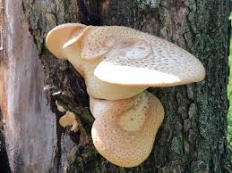 Attēlu rezultāti vaicājumam “Polyporus squamosus”