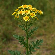 Attēlu rezultāti vaicājumam “Jacobaea vulgaris leaf”