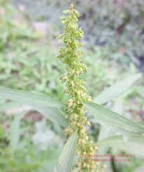 Attēlu rezultāti vaicājumam “Rumex maritimus leaf”