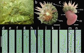 Attēlu rezultāti vaicājumam “Lycogala cf. oleocrystalliferum sessile”