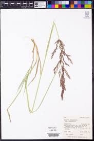 Attēlu rezultāti vaicājumam “Agrostis stolonifera subsp. straminea”