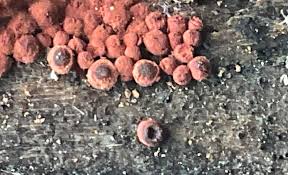 Attēlu rezultāti vaicājumam “Craterium minutum young”