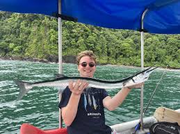 Attēlu rezultāti vaicājumam “Belone belone”