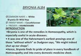 Attēlu rezultāti vaicājumam “Bryonia alba fruit”