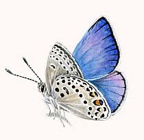 Attēlu rezultāti vaicājumam “Vacciniina optilete underside”