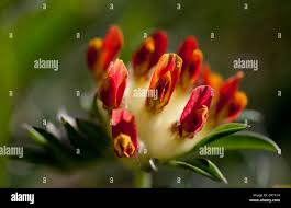 Attēlu rezultāti vaicājumam “Anthyllis maritima flower”