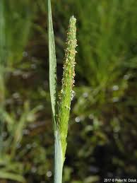 Attēlu rezultāti vaicājumam “Alopecurus aequalis flower”