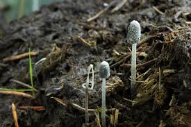 Attēlu rezultāti vaicājumam “Trichia alpina macro”