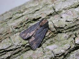 Attēlu rezultāti vaicājumam “Dypterygia scabriuscula”