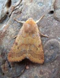 Attēlu rezultāti vaicājumam “Agrochola helvola imago”