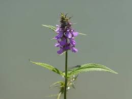 Attēlu rezultāti vaicājumam “Stachys palustris bud”