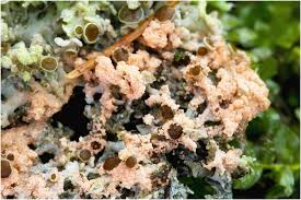 Attēlu rezultāti vaicājumam “Erythricium aurantiacum”