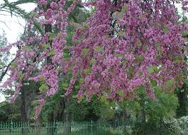 Attēlu rezultāti vaicājumam “Cercis siliquastrum”