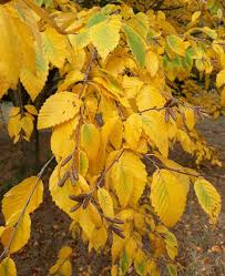 Attēlu rezultāti vaicājumam “Betula alleghaniensis”