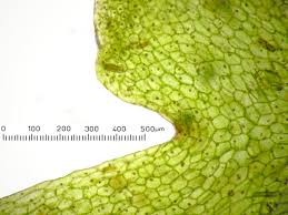 Attēlu rezultāti vaicājumam “Riccardia incurvata”