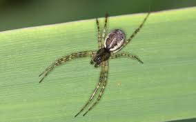 Attēlu rezultāti vaicājumam “Neriene montana”