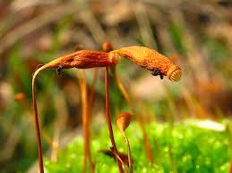 Attēlu rezultāti vaicājumam “Bryum capillare”