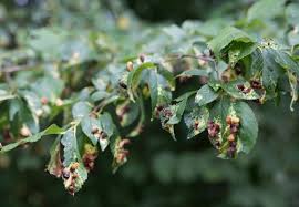 Attēlu rezultāti vaicājumam “Tetraneura ulmi”