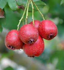 Attēlu rezultāti vaicājumam “Crataegus submollis fruit”
