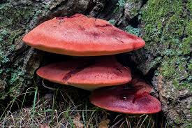 Attēlu rezultāti vaicājumam “Fistulina hepatica”