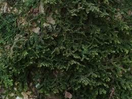 Attēlu rezultāti vaicājumam “Porella platyphylla”