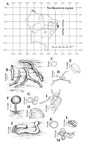 Attēlu rezultāti vaicājumam “Perichaena corticalis sessile”
