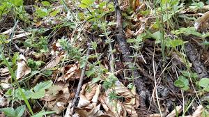 Attēlu rezultāti vaicājumam “Acinos arvensis leaf”