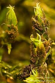 Attēlu rezultāti vaicājumam “Orthotrichum lyellii”