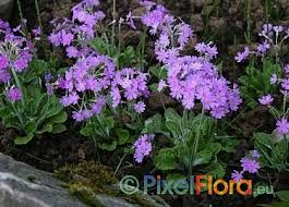 Attēlu rezultāti vaicājumam “Primula farinosa fruit”