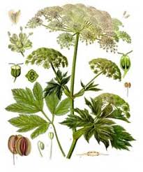 Attēlu rezultāti vaicājumam “Peucedanum palustre fruit”