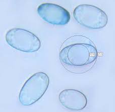 Attēlu rezultāti vaicājumam “Helvella elastica”