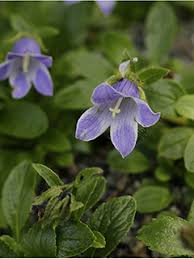Attēlu rezultāti vaicājumam “Campanulaceae”