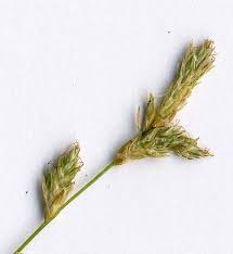 Attēlu rezultāti vaicājumam “Carex remota fruit”