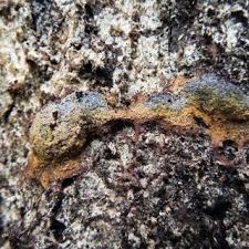 Attēlu rezultāti vaicājumam “Fuligo candida f. persicum spores”