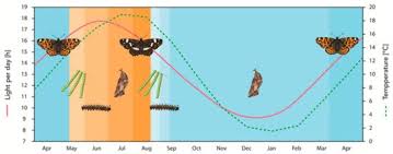 Attēlu rezultāti vaicājumam “Araschnia levana larva”