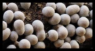 Attēlu rezultāti vaicājumam “Lycogala conicum macro”