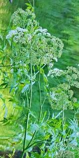 Attēlu rezultāti vaicājumam “Cicuta virosa leaf”