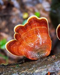 Attēlu rezultāti vaicājumam “Stereum fasciatum”