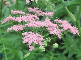 Image result for Pimpinella major