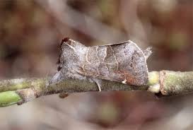 Attēlu rezultāti vaicājumam “Clostera pigra”