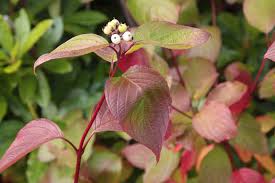 Attēlu rezultāti vaicājumam “Cornus alba”
