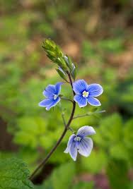 Attēlu rezultāti vaicājumam “Veronica chamaedrys flower”