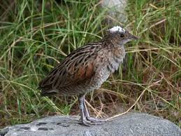 Image result for Crex crex